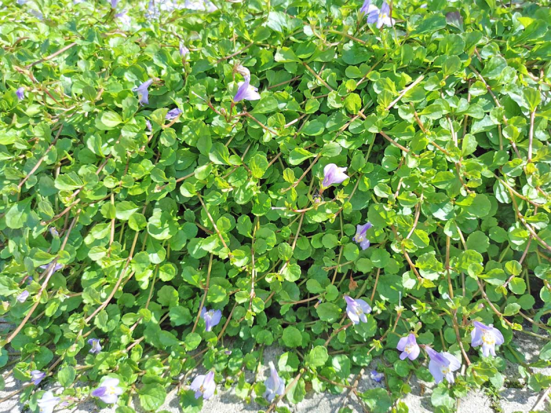Lippenmäulchen - Mazus reptans